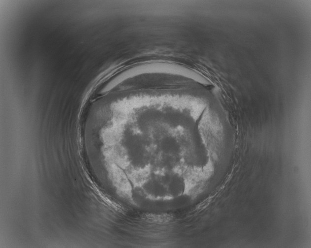 X0000081590245200702121521