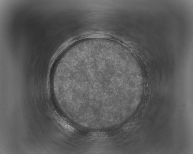 X0000081590296200702121521