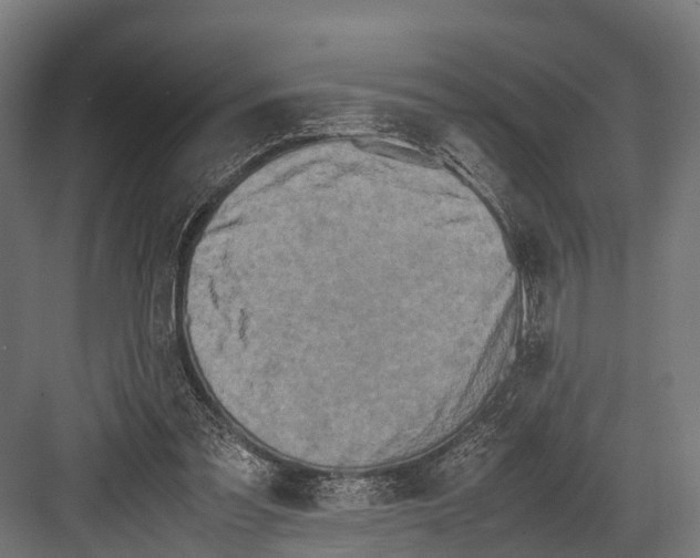 X0000081590301200702121521