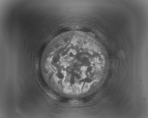 X0000081590315200702121521