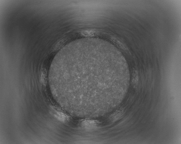 X0000081590332200702121520