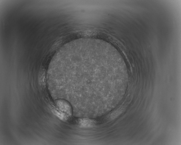 X0000081590336200702121520