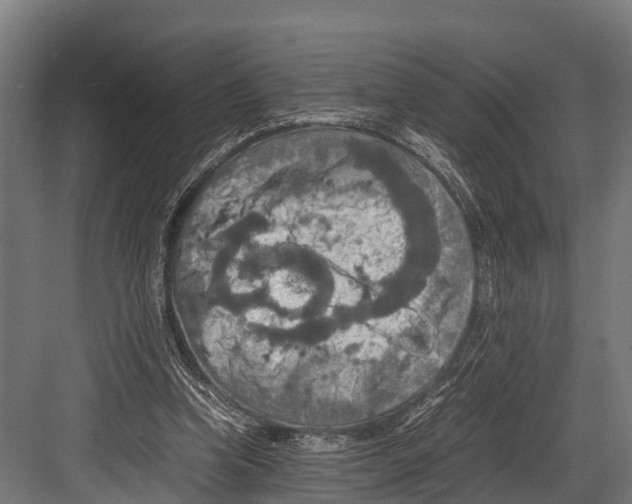 X0000081590346200702121520