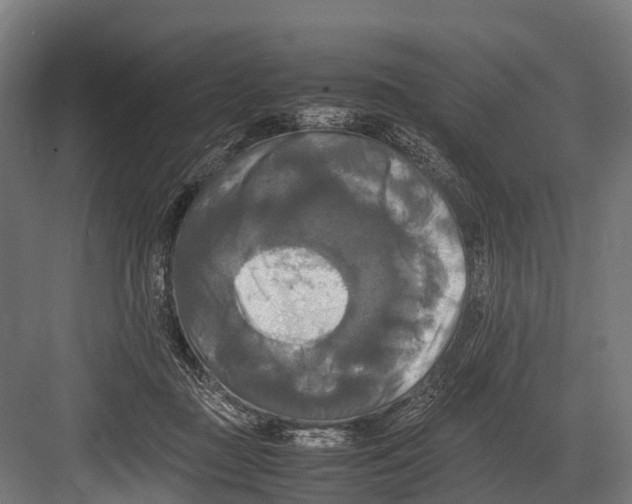 X0000081590363200702121520