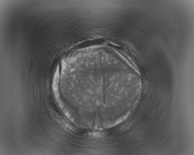 X0000081590365200702121520