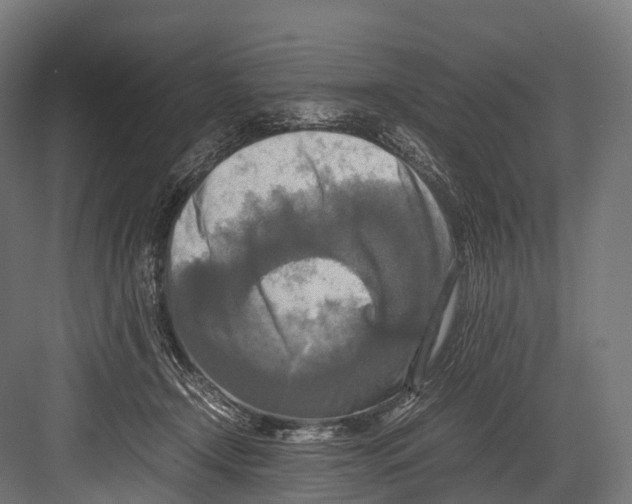 X0000081590366200702121520