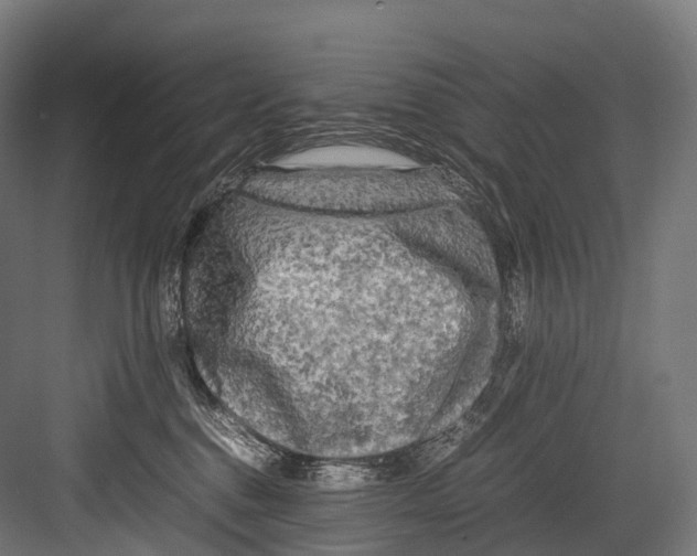 X0000081590376200702121520