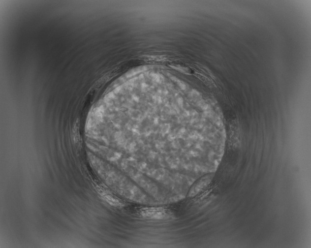 X0000081590377200702121520