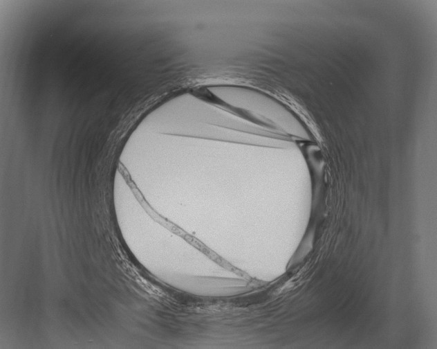 X0000081590385200702121519