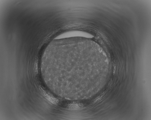 X0000081590404200702121519