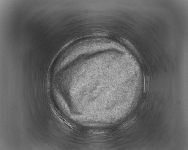 X0000081590435200702121518