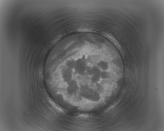 X0000081590441200702121518