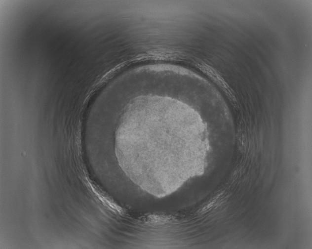 X0000081590442200702121518