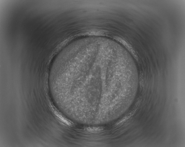 X0000081590445200702121518