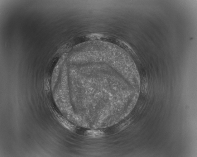 X0000081590477200702121519