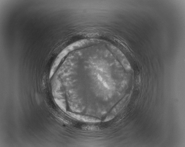 X0000081590503200702121517