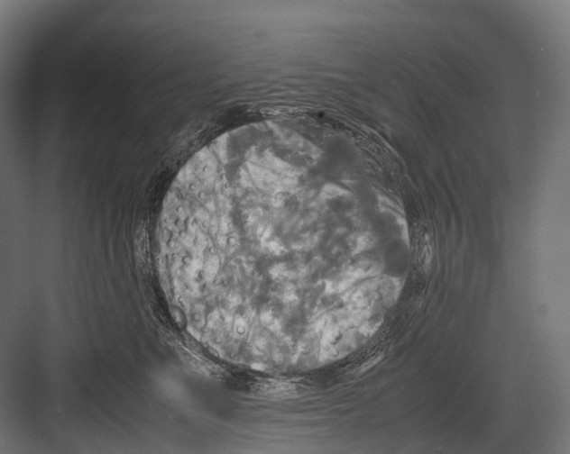 X0000081590523200702121517