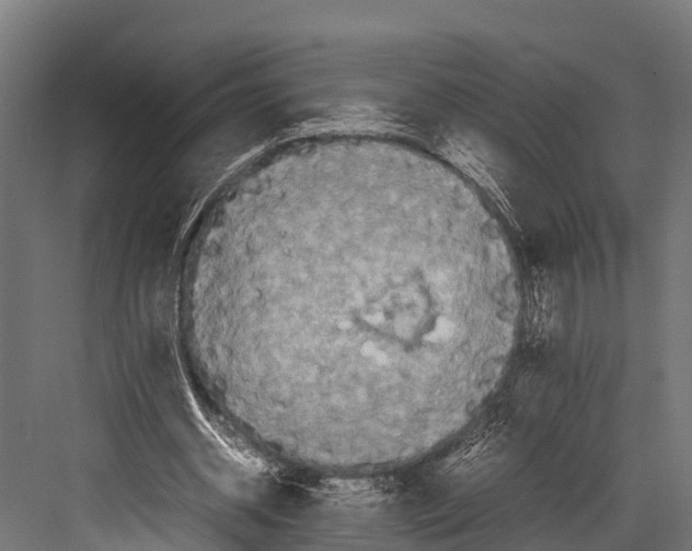 X0000081590534200702121516