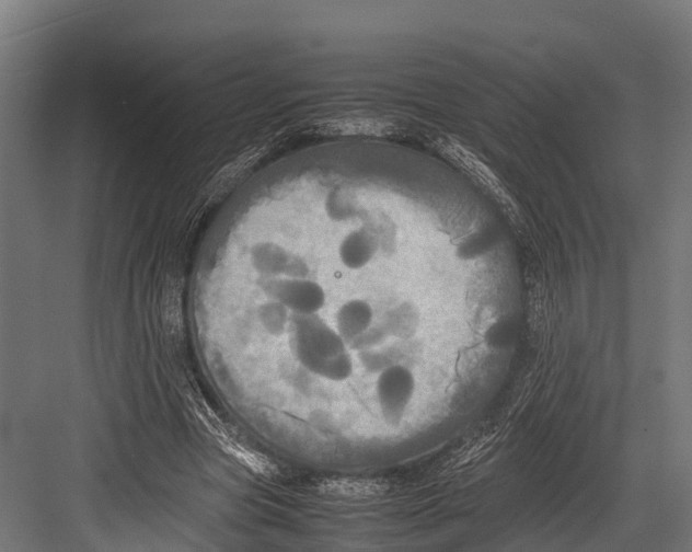 X0000081590537200702121516