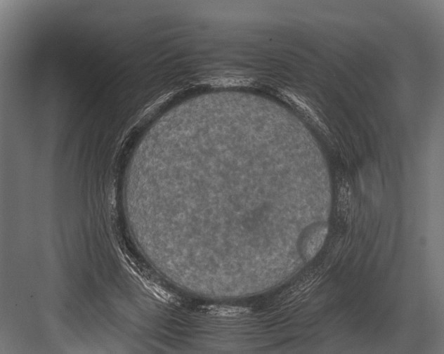 X0000081590539200702121516