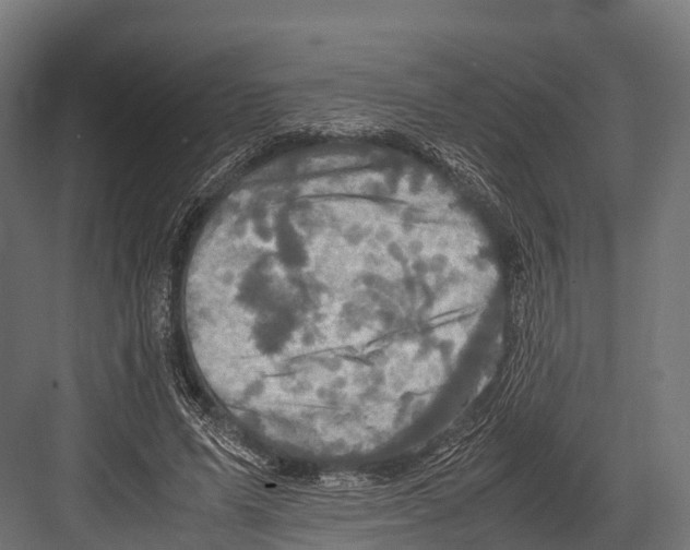 X0000081590591200702121516