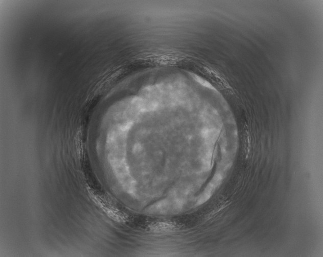 X0000081590594200702121516