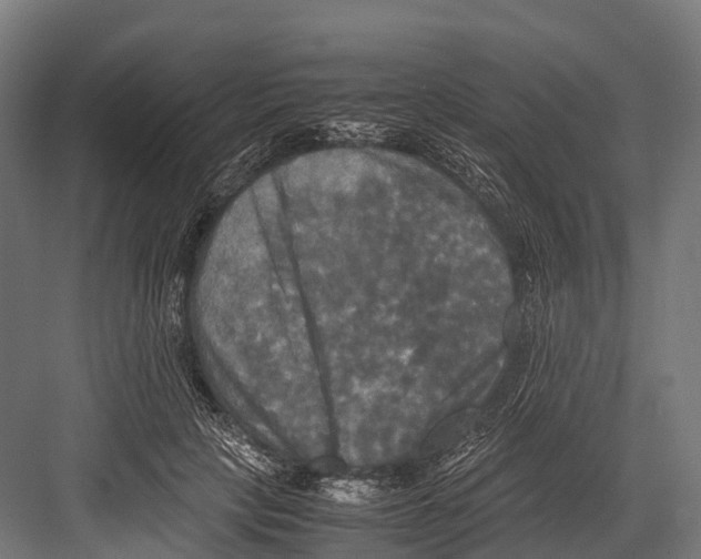 X0000081590649200702121515