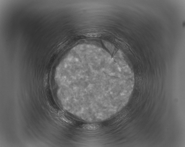 X0000081590652200702121515