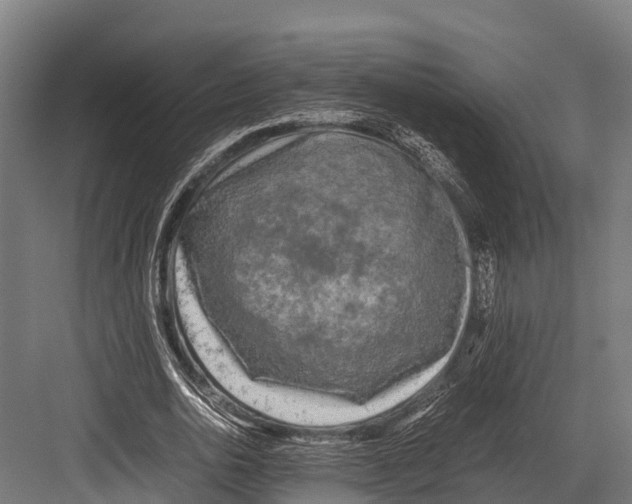 X0000081590726200702121513