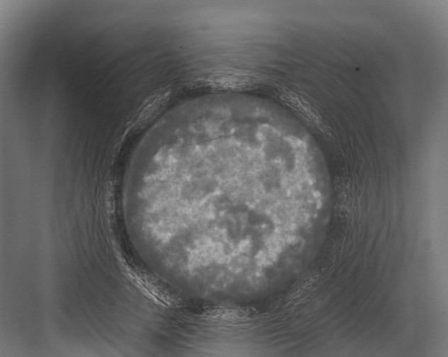 X0000081590738200702121513