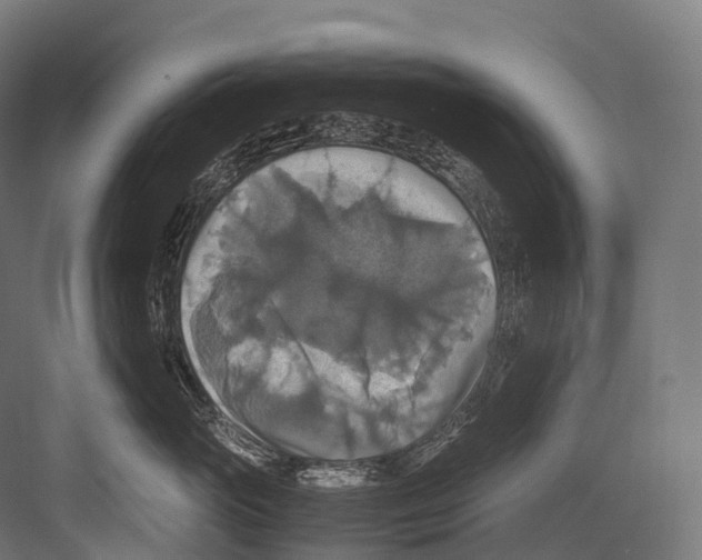 X0000081590765200702121514