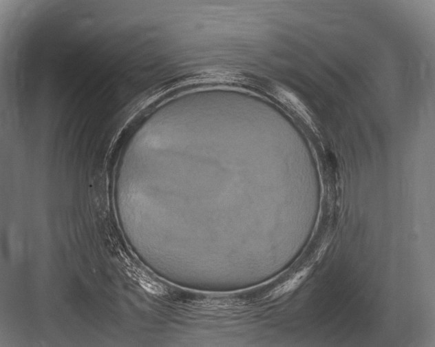 X0000081590781200702121513