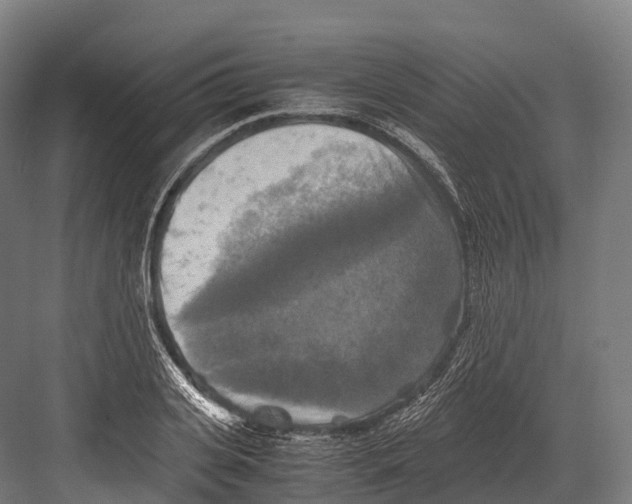 X0000081590935200702121510