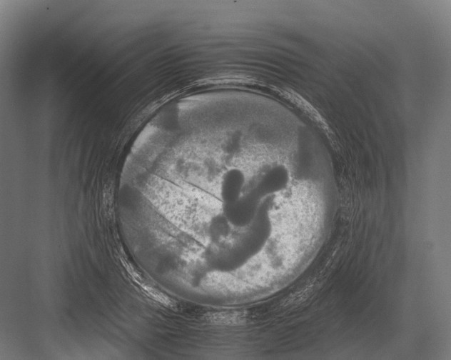 X0000081590937200702121510