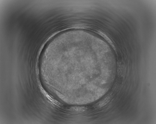 X0000081590939200702121510