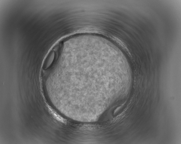 X0000081590942200702121510