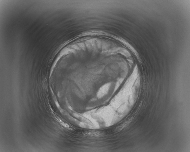 X0000081590953200702121510