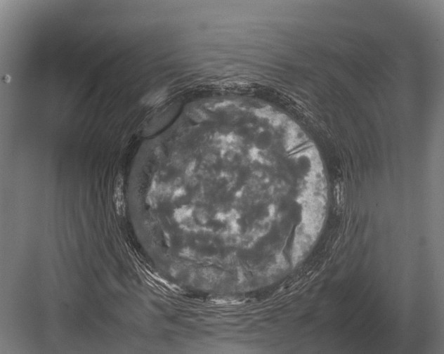 X0000081590963200702121510