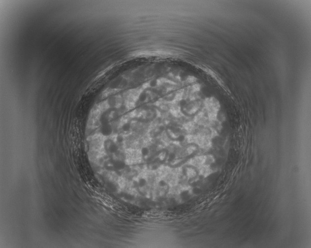 X0000081590967200702121510