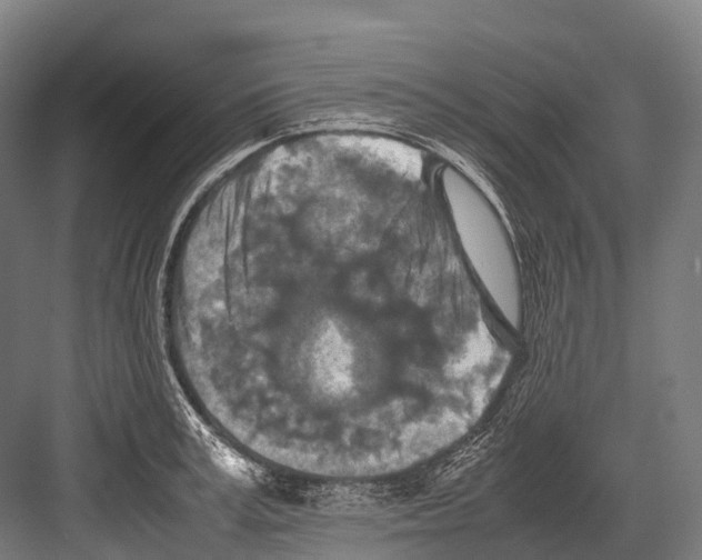 X0000081590995200702121509