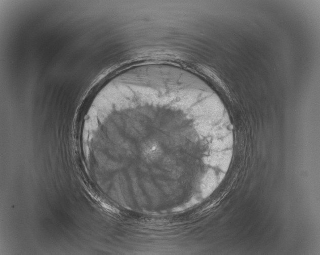 X0000081591071200702121508