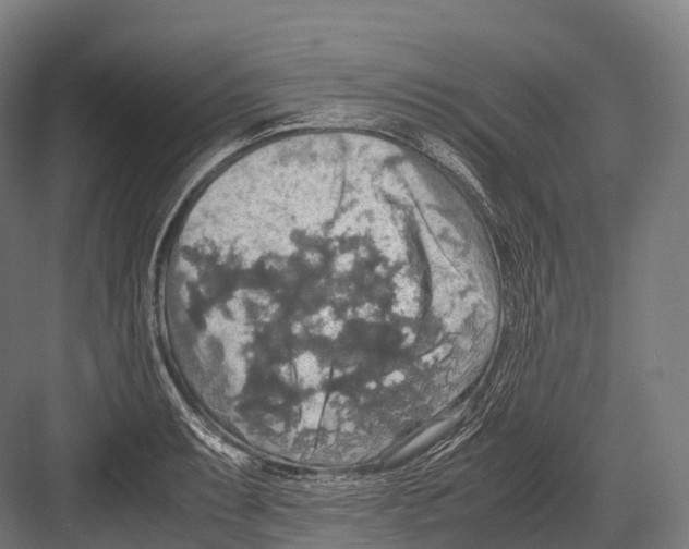 X0000081591087200702121507