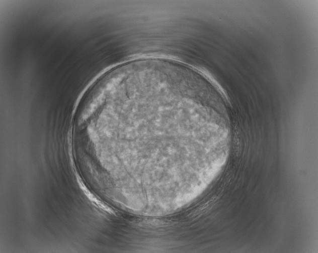 X0000081591100200702121507