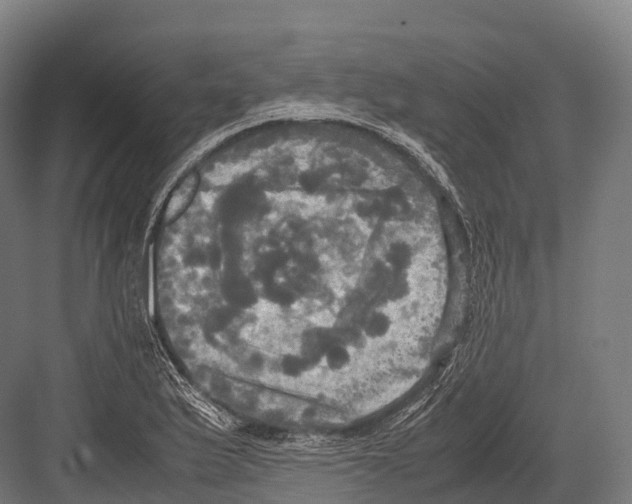 X0000081591175200702121506