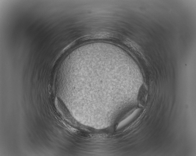 X0000081591210200702121505