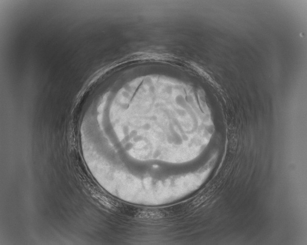 X0000081591215200702121505