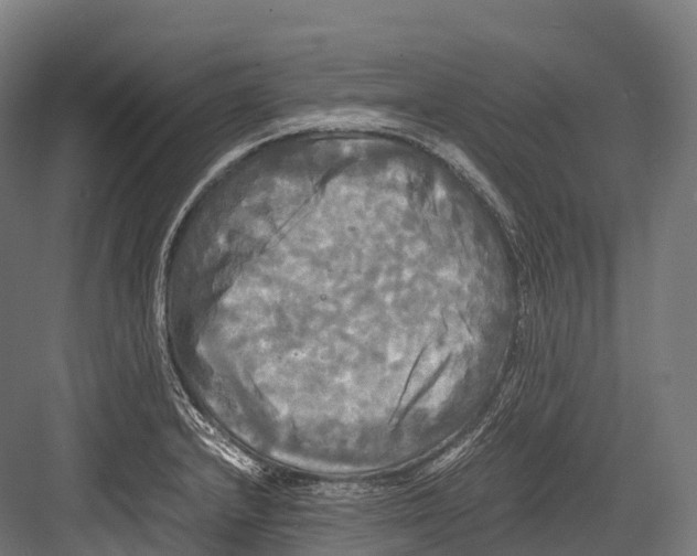 X0000081591232200702121505