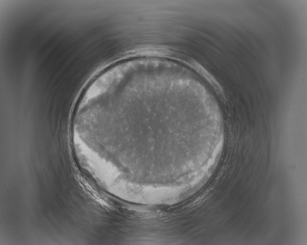 X0000081591240200702121505