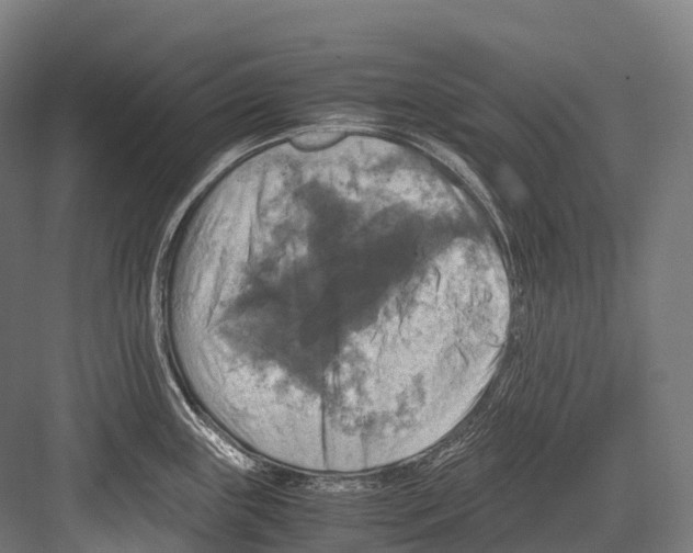 X0000081591243200702121505