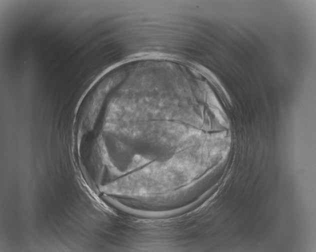 X0000081591244200702121505